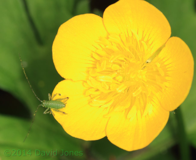 Speckled Bush-cricket on Field Buttercup, 13 May 2014